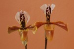 0039_Paphioipedilum gratrixianum.jpg