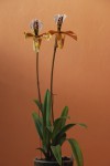 0041_Paphiopedilum gratrixianum.jpg