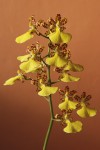 0050_oncidium splendidum.jpg