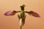 0047_Paphiopedilum appletonianum.jpg