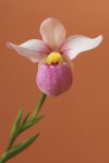 0053_Phragmipedilum schlimii.jpg