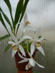 Coelogyne nitida.jpg