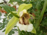 Coelogyne speciosa.jpg