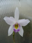 Laelia anceps var. sanderiana.jpg