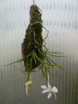 Holcoglossum quasipinifolium.jpg