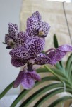 vanda1.jpg