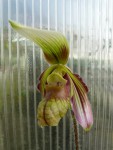 Paphiopedilum sangii1.jpg