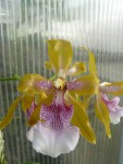 Odontoglossum wyattianum.jpg