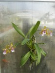 Odontoglossum wyattianum-rostlina.jpg