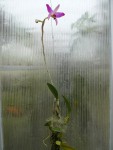 L. anceps ssp. dawsonii var. chiapensis-rostlina.jpg