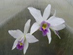 Laelia anceps var. veitchiana Fort Caroline1.jpg