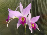 Laelia anceps.jpg