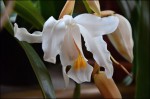 Coelogyne.jpg