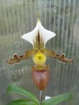 Paphiopedilum tranlienianum1.jpg