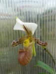 Paphiopedilum tranlienianum2.jpg