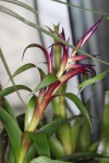 Tillandsia leiboldiana.JPG