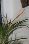 Tillandsia flabelata.JPG