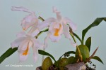 116 Coelogyne cristata.jpg