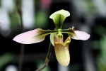 Paphiopedilum appletonianum2.jpg