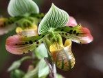 Paphiopedilum venustum2.jpg