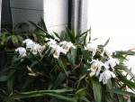 orchideje 2292.jpg