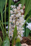 0196_Coelogyne multiflora BM.jpg