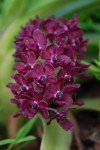 0241_Rhynchostylis gigantea red.jpg