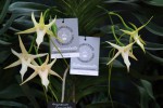 0287_Angraecum sesquipedale SM.jpg