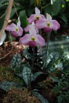 0324_Paphiopedilum vietnamense.jpg