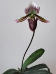 Paph. nigritum (foto p. Klát).jpg