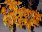 Stanhopea stevensonii (il. foto).jpg