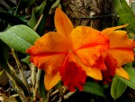 orchideje 2304.jpg