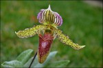 Paphiopedilum2.jpg