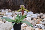 Paphiopedilum 1.jpg