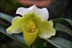 Paphiopedilum In - Charm White.jpg