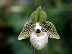 Paphiopedilum malipoense-forum.jpg