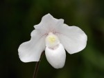 Paphiopedilum niveum-forum.jpg