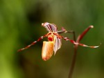 Paphiopedilum gardneri-forum.jpg