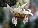 Stanhopea napoensis.jpg