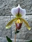 Paphiopedilum leeanum.jpg