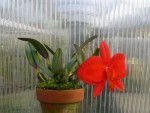 Sophronitis coccinea var. grandiflora2.jpg