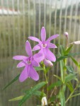 Oerstedella centradenia3.jpg