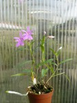 Oerstedella centradenia4.jpg