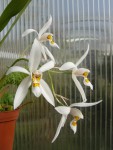 Coelogyne nitida2.jpg