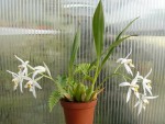 Coelogyne nitida1.jpg