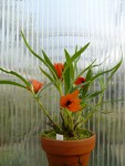 Dendrobium vexillarius3.jpg