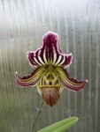 Paphiopedilum fairrieanum1.jpg