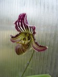 Paphiopedilum fairrieanum5.jpg