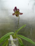 Paphiopedilum fairrieanum-rostlina.jpg