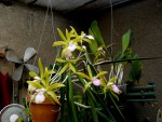 orchideje 2311.jpg